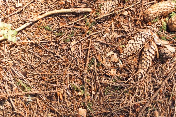 Cost of Pine Needles Removal in Stamford