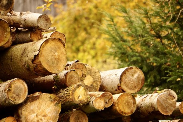 Wood Pile Removal in Stamford