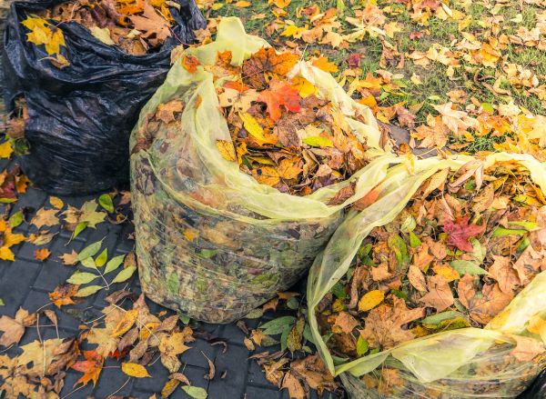 Yard Cleanup Service in Stamford