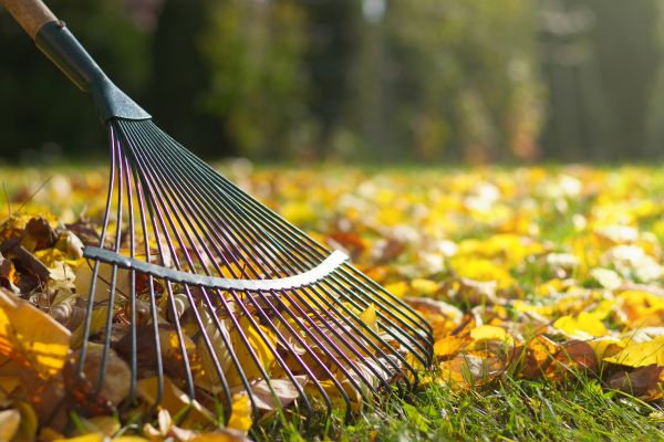 Leaf Raking Service in Stamford