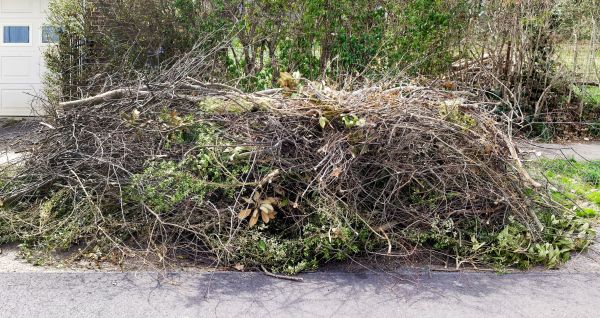 Tree Limb Cleanup in Stamford