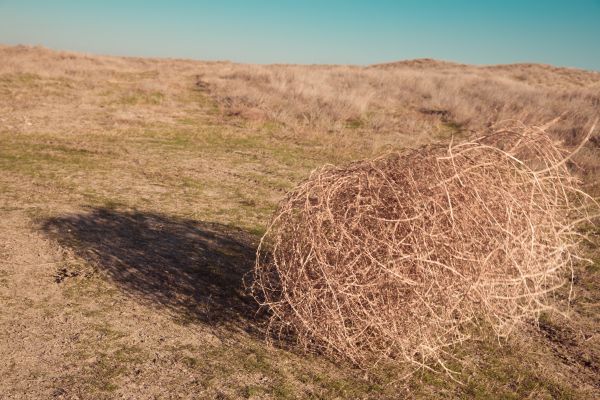 Tumbleweed Removal in Stamford