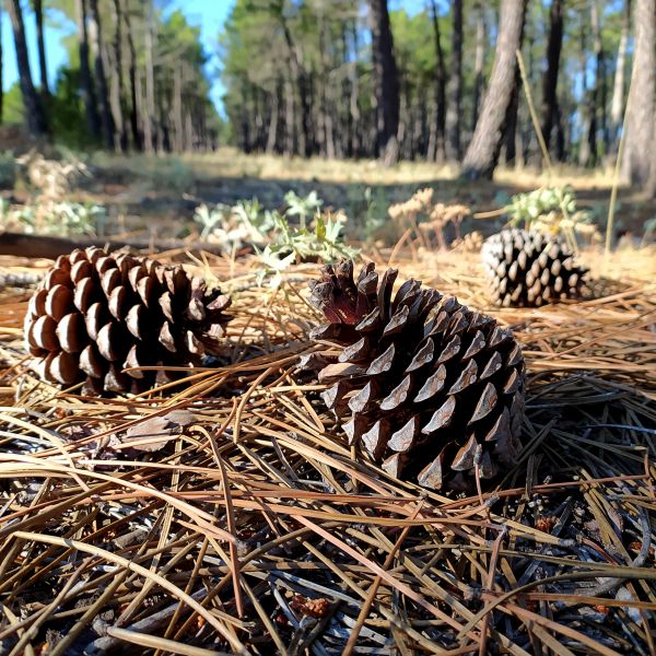 Cost of Pine Cone Removal in Stamford