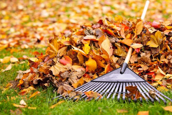 Yard Leaf Removal in Stamford