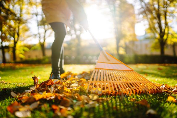 Leaves Raking in Stamford