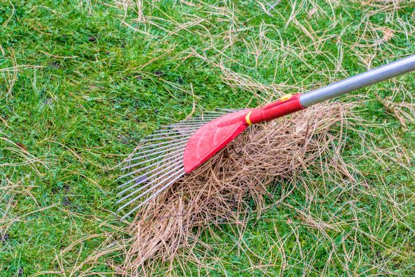 Yard Raking in Stamford