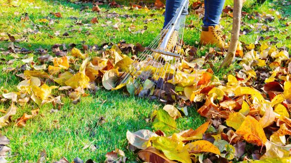 Lawn Cleanup Service in Stamford