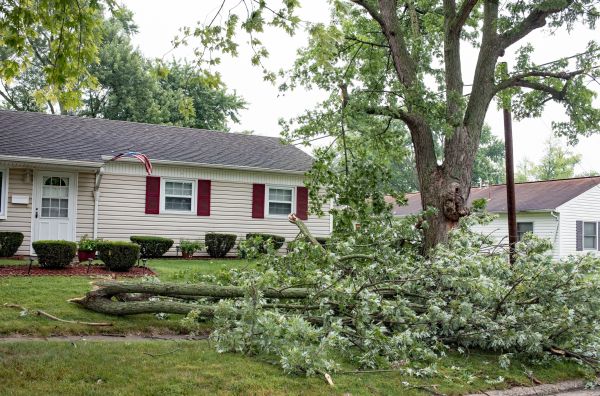 Fallen Branch Removal in Stamford